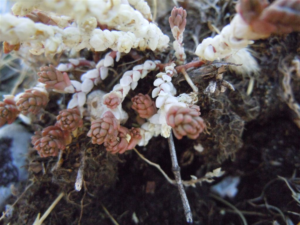 Sedum acre / Borracina acre